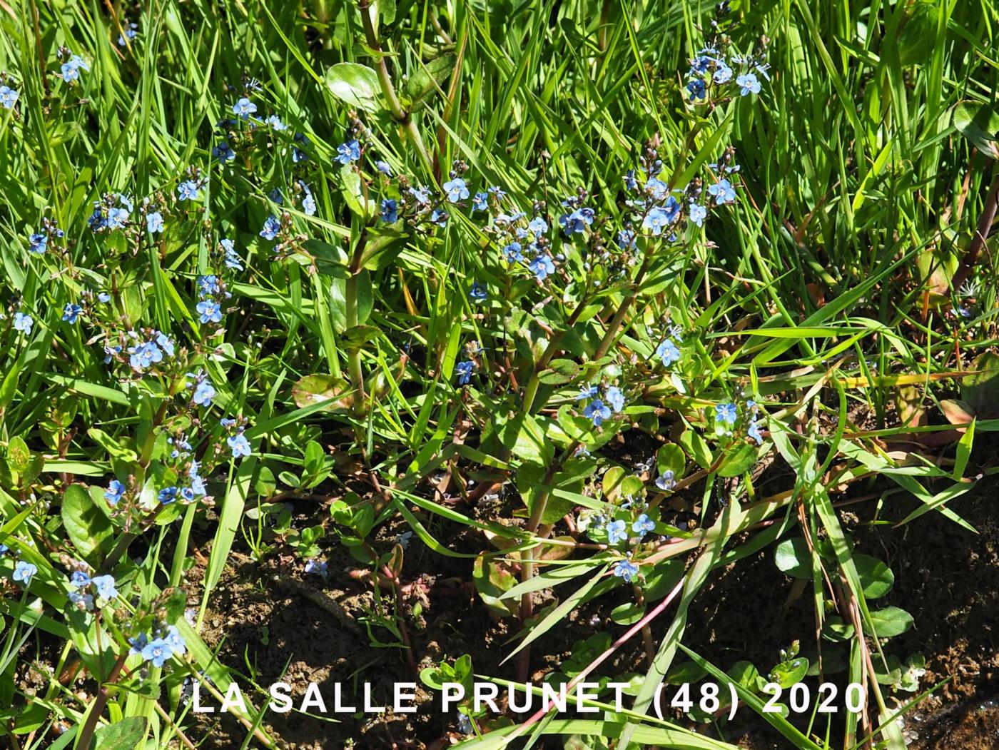 Brooklime plant